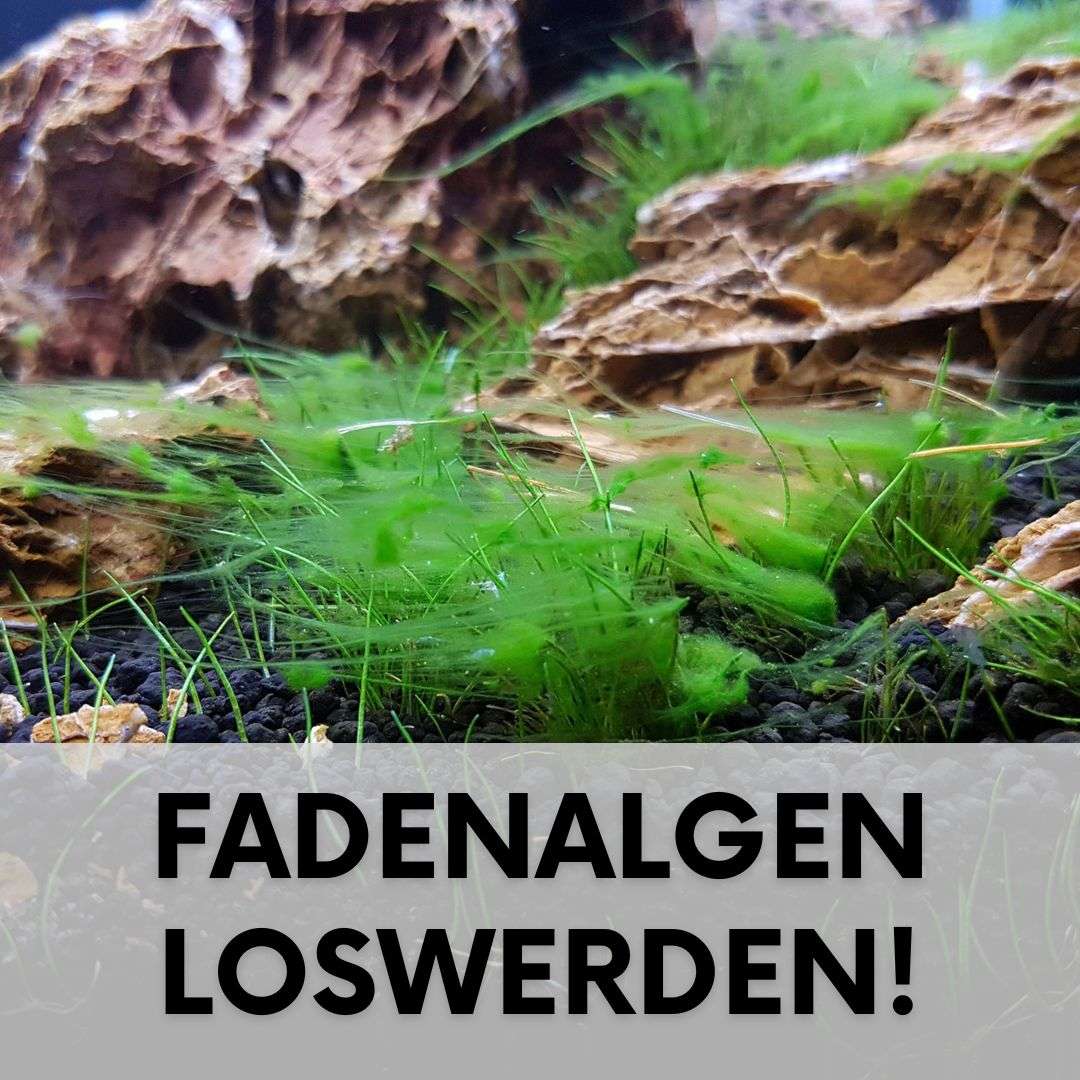 Fadenalgen im Aquarium erkennen und bekämpfen Algen Blog Garnelen