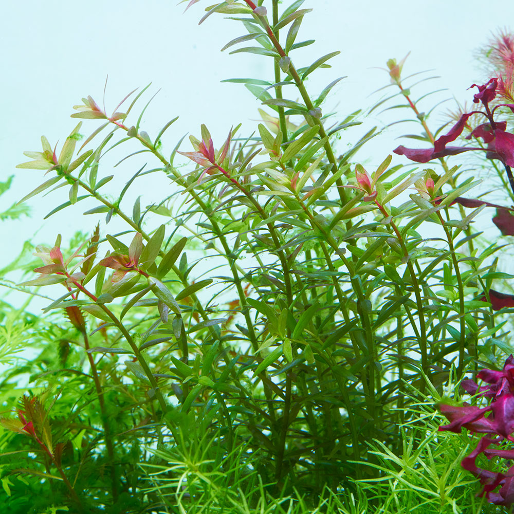 Rotala rotundifolia im Aquarium