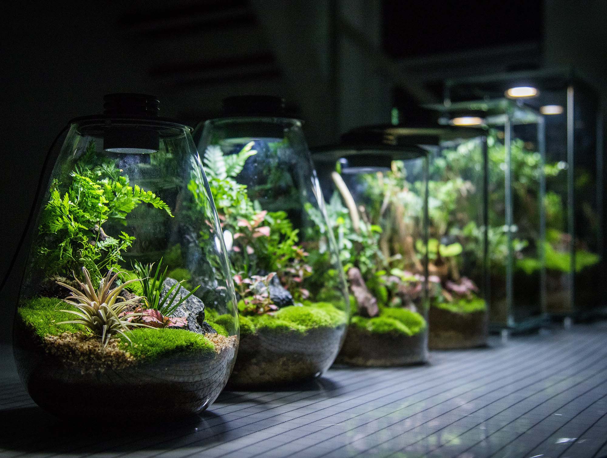 Bioloark Bio Bottle, Mini Terrarium, WabiKusa