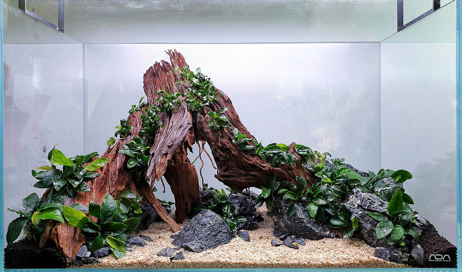 Yati Holz Aquascape firsch bepflanzt