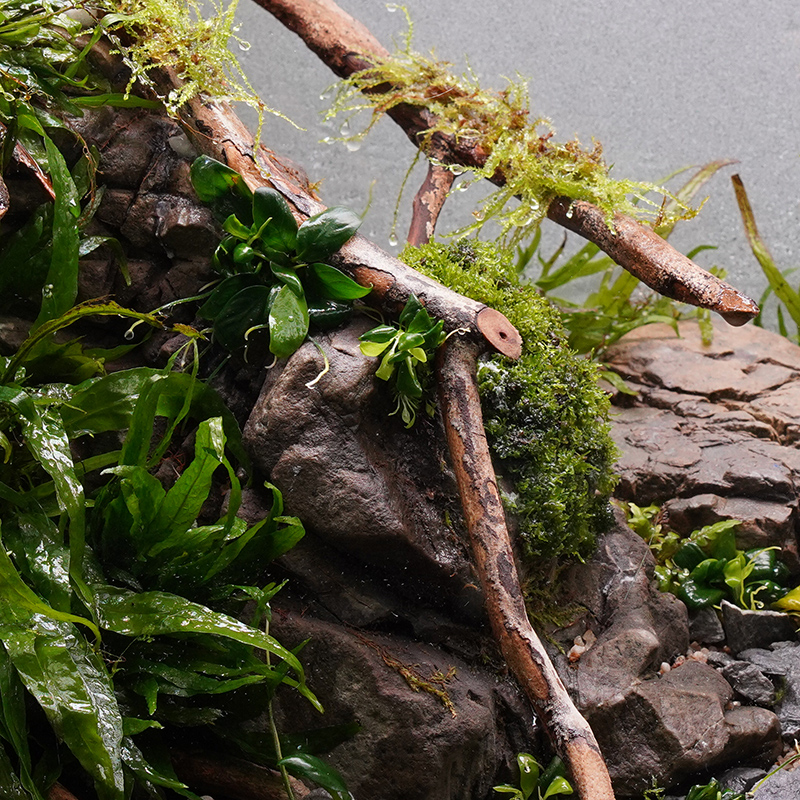 Riccardia chamedryfolia auf Hardscape im Aquarium