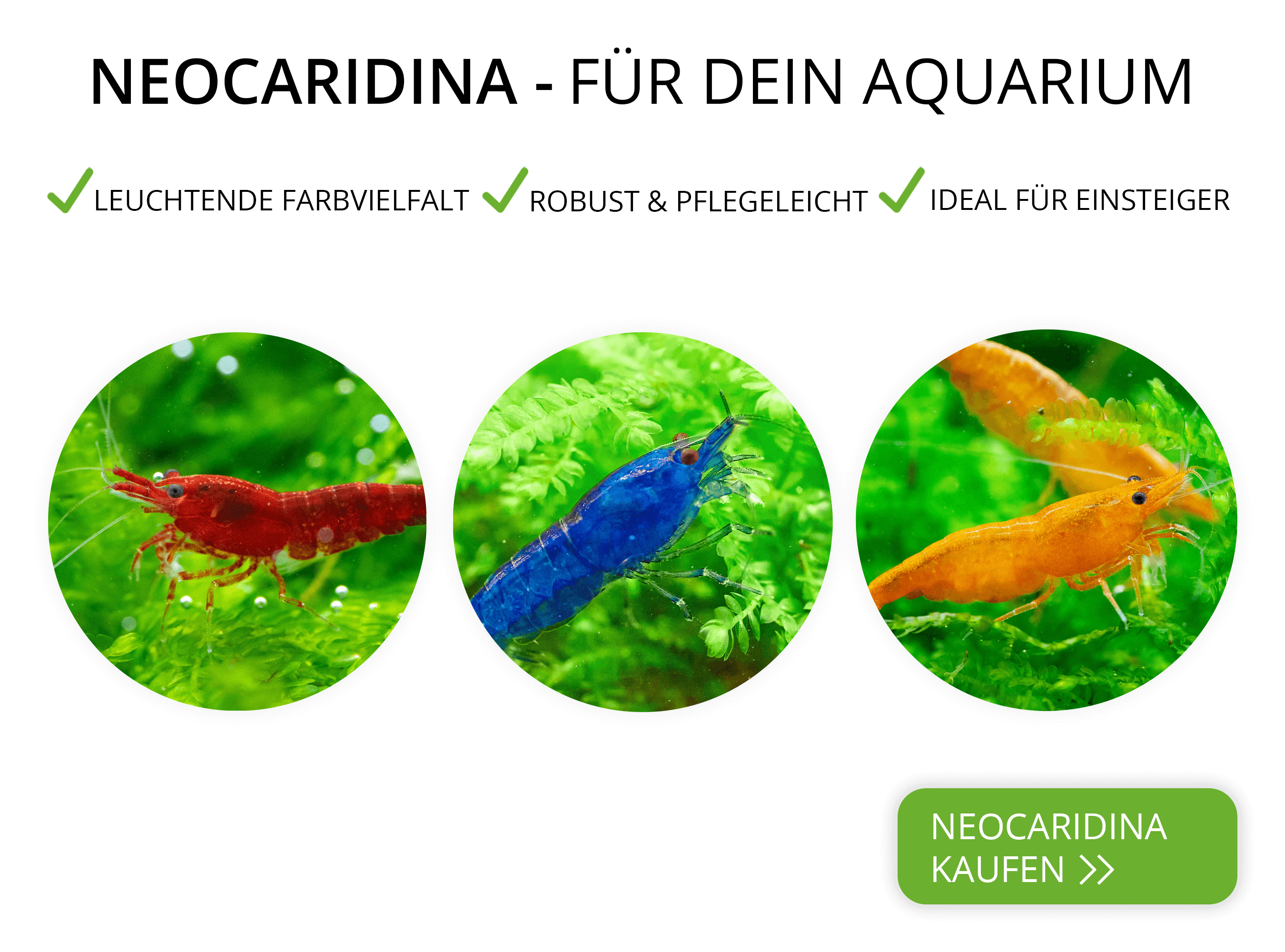 Neocaridina Garnelen für dein Aquarium kaufen