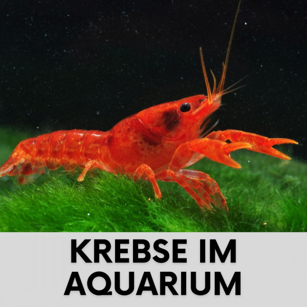 aquarium-krebse-halten-blog