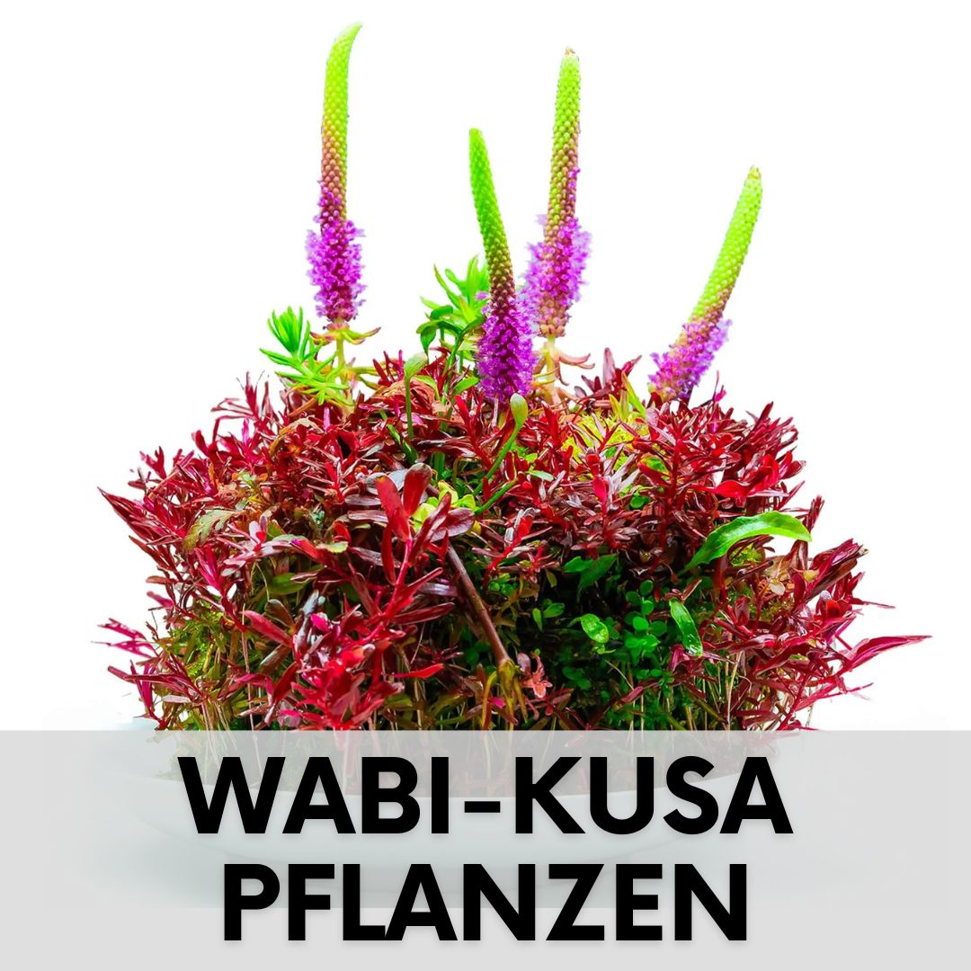 Wabi Kusa Pflanzen