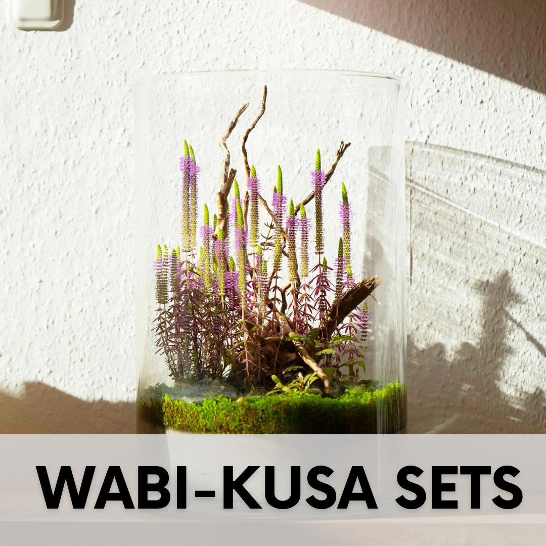 Wabi Kusa Set Komplettset