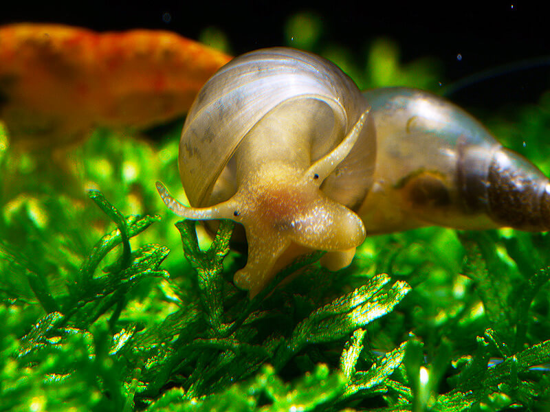 Spitzschlammschnecken passen gut in ein Kaltwasser Aquarium