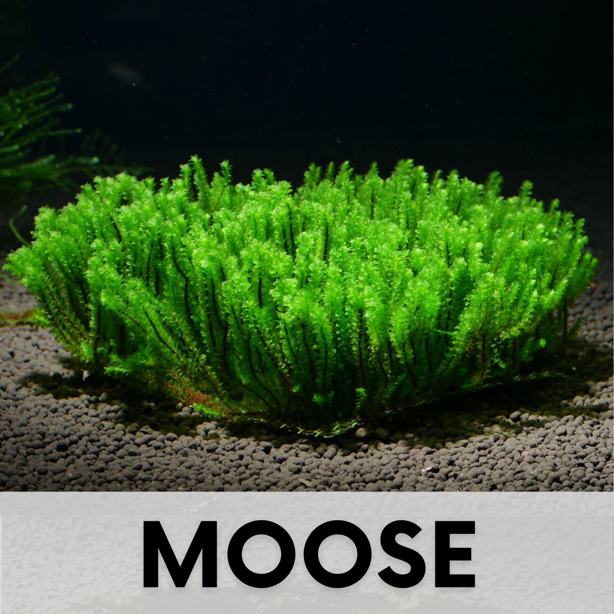Aquarium Moos kaufen
