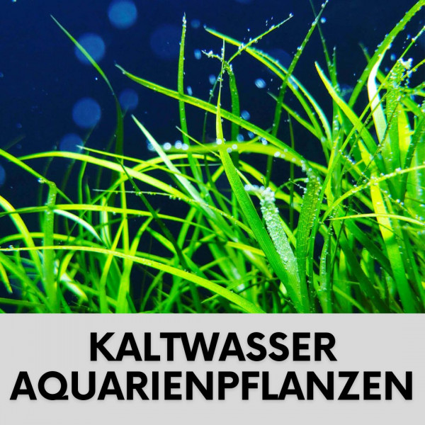 kaltwasser-aquarium-pflanzen-blogartikel-thumb