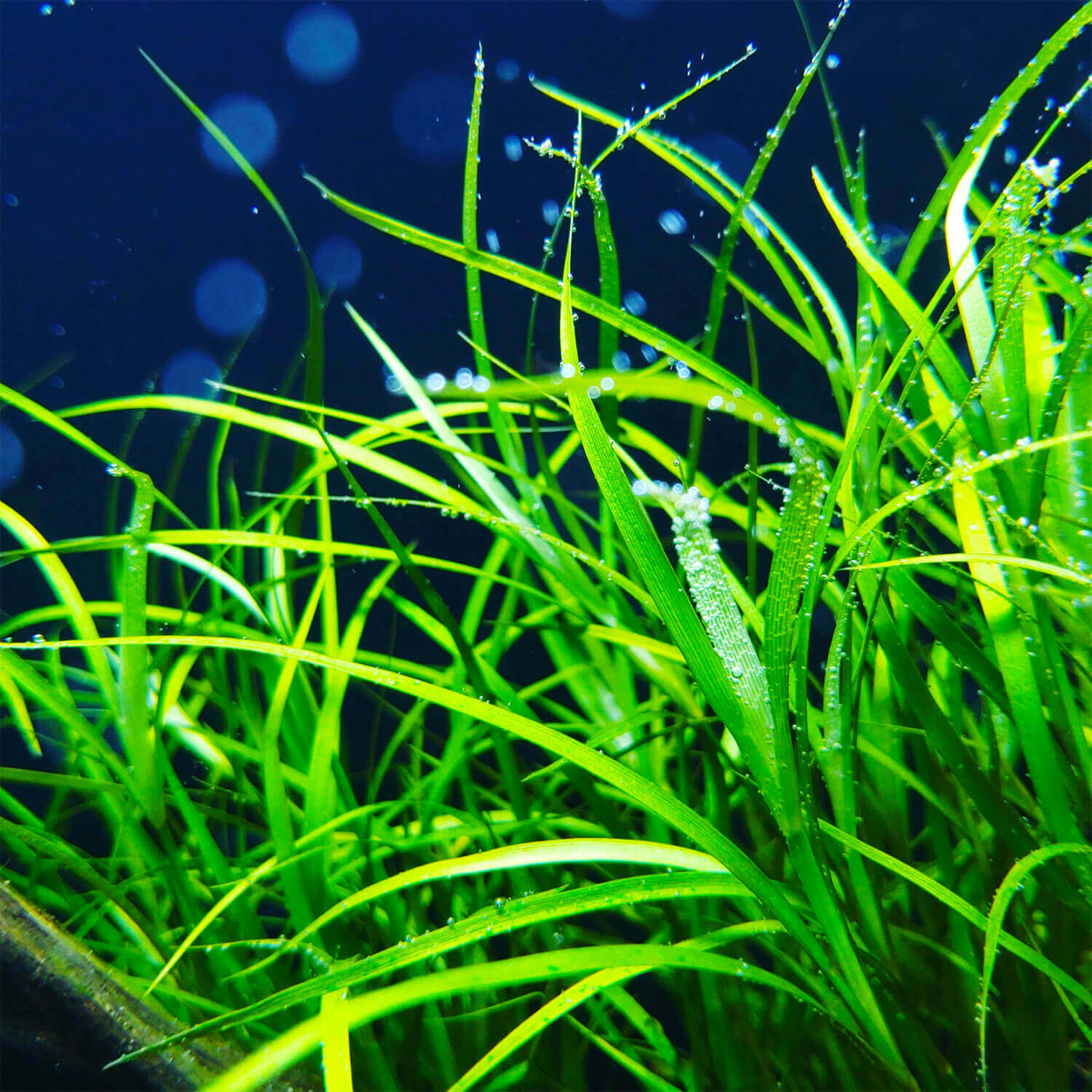 Juncus repens in einem Kaltwasser Aquarium