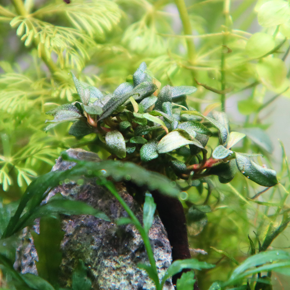 Langsamwachsende Bucephalandra auf einem Stein