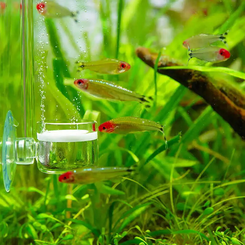 Fische vor einem USCAPE CO2 Diffusor Topf, Co2 zur Düngung perlt aus, im Hintergrund grüne Aquarienpflanzen