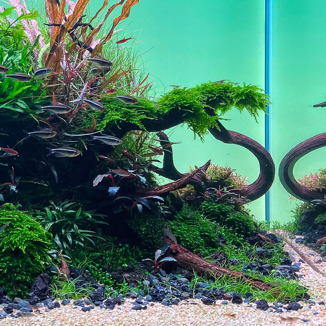 Moos wächst in einem Aquarium als Aufsitzerpflanze