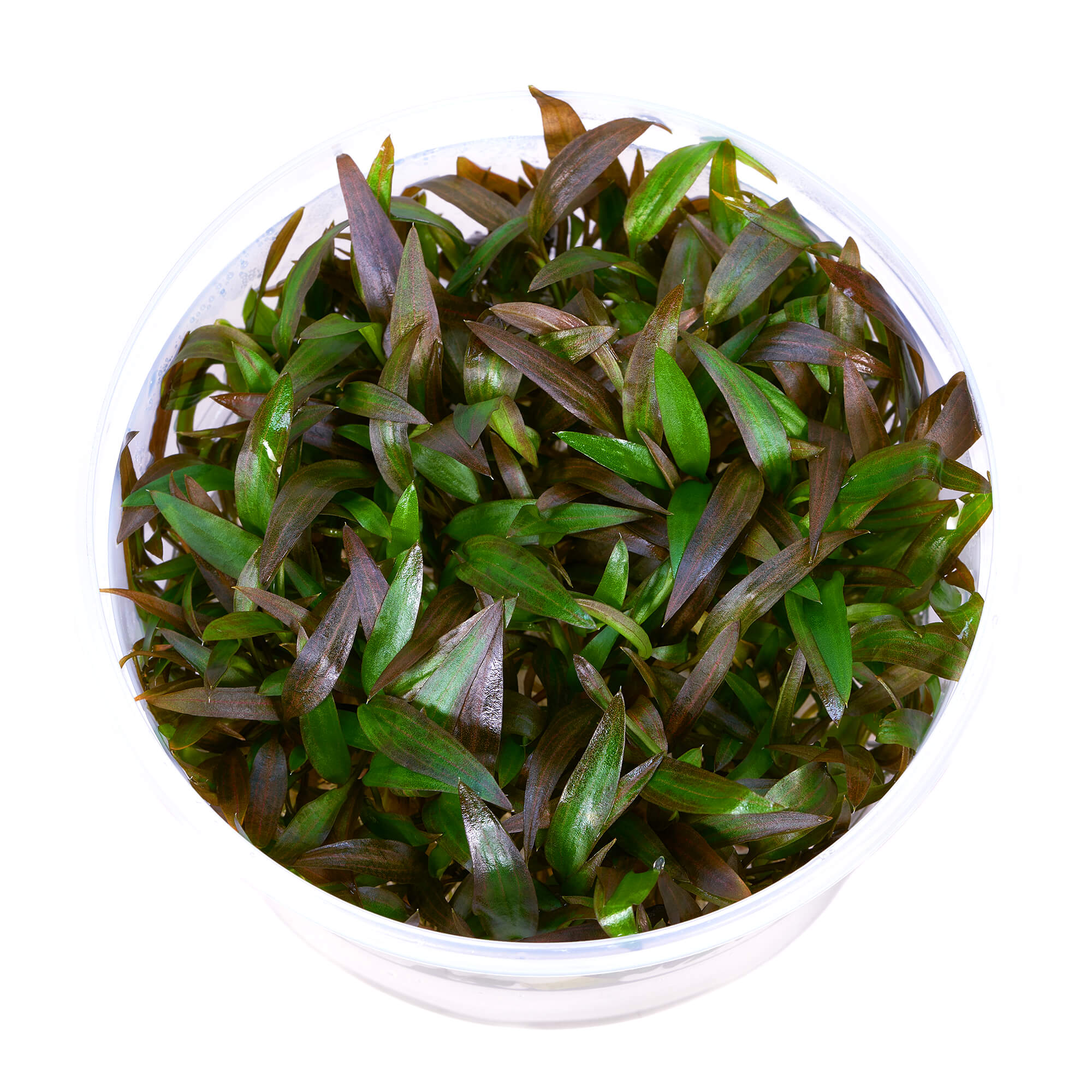 Cryptocoryne affinis Red