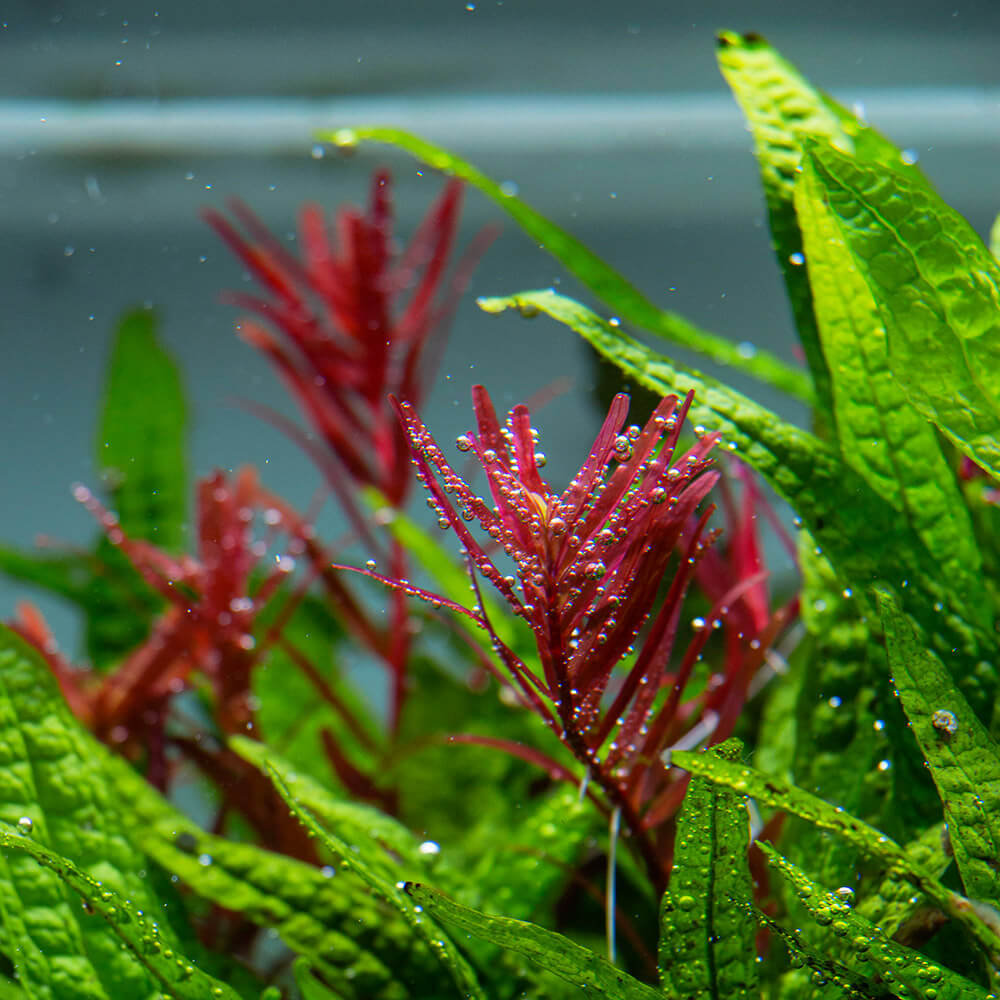 Aquarienpflanze Rotala H´Ra mit Sauerstoffperle