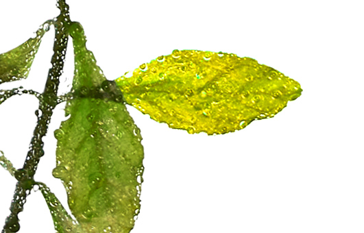 Gelbe Blätter an Aquarium Pflanzen als Folge eines Stickstoffmangels