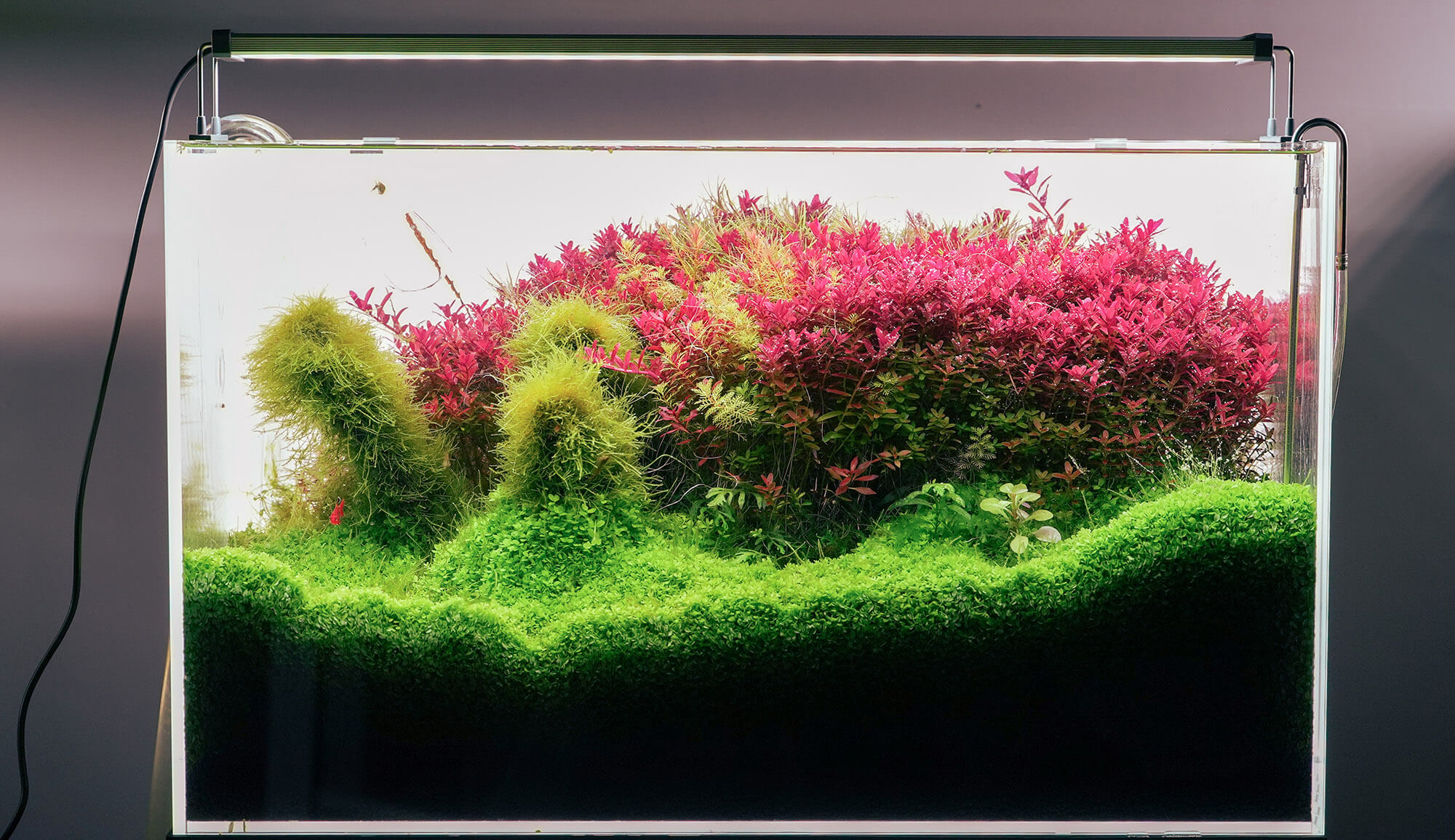Chihiros LED System Serie B Farbwiedergabe von Aquarienpflanzen