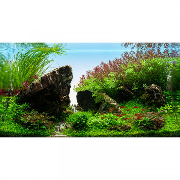 Beachpath-Diorama-Iwagumi-AquascapeuM9mtMIP7TN6K