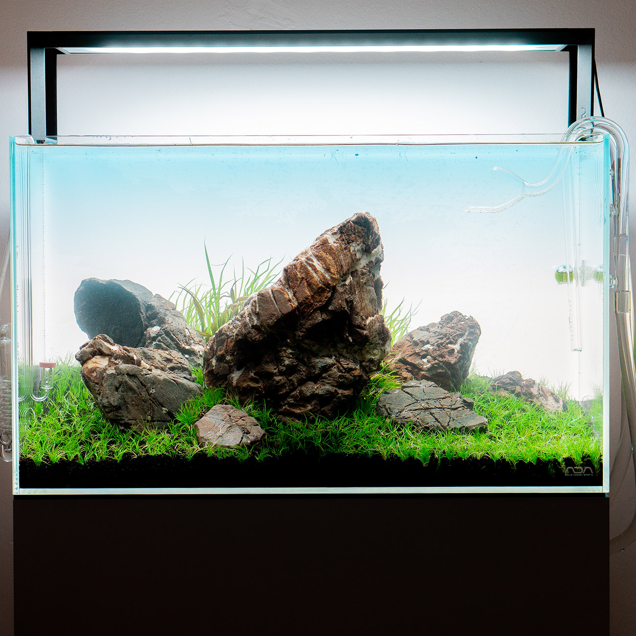60Liter Iwagumi Aquarium frisch bepflanzt mit in vitro pflanzen