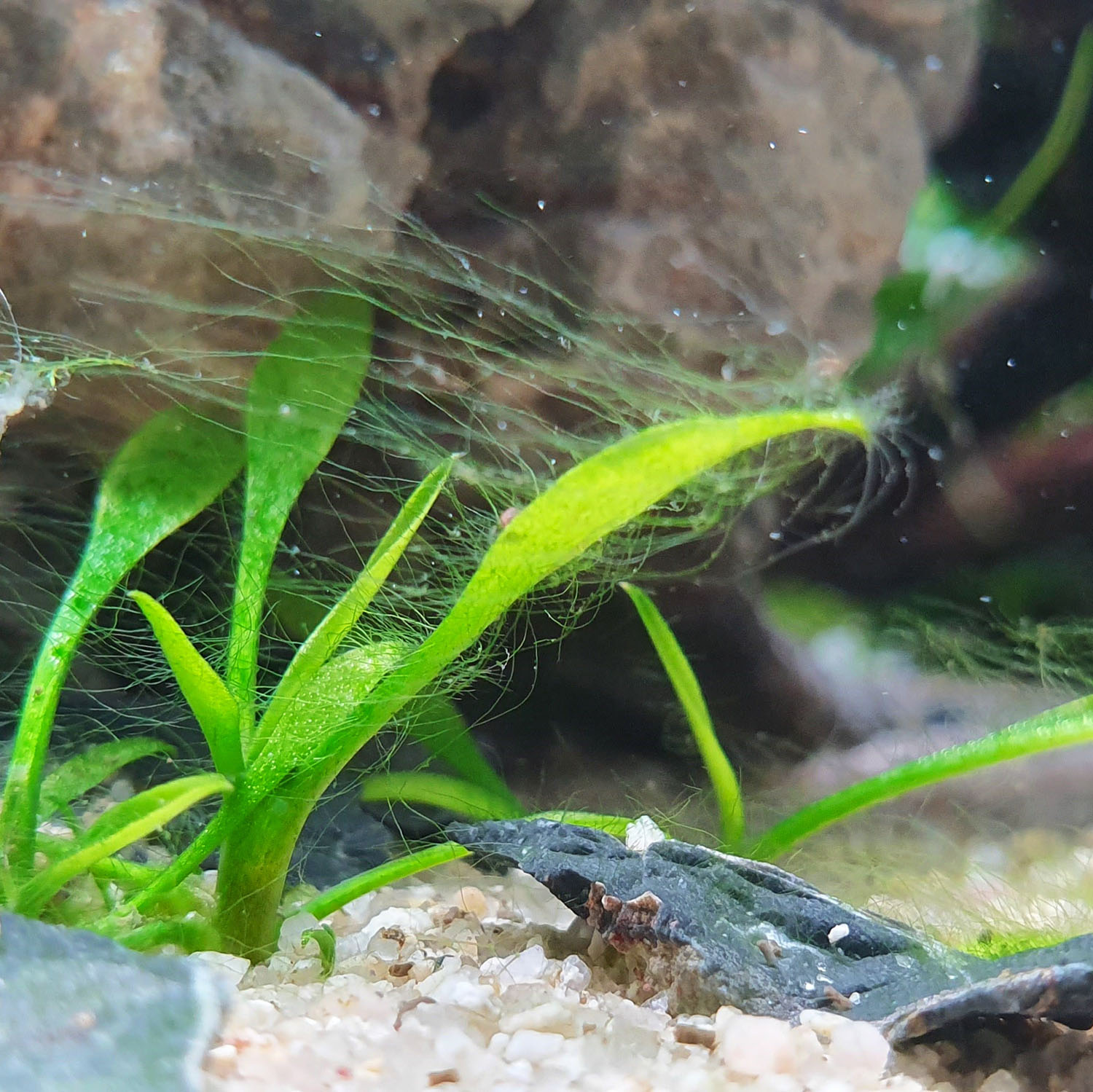 Fadenalgen im Aquarium erkennen und bekämpfen, Algen