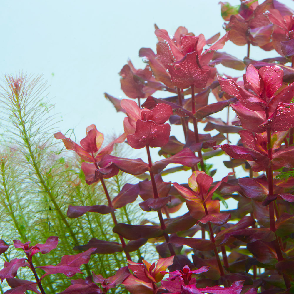 Rotala macrandra, eine rote Aquarienpflanze