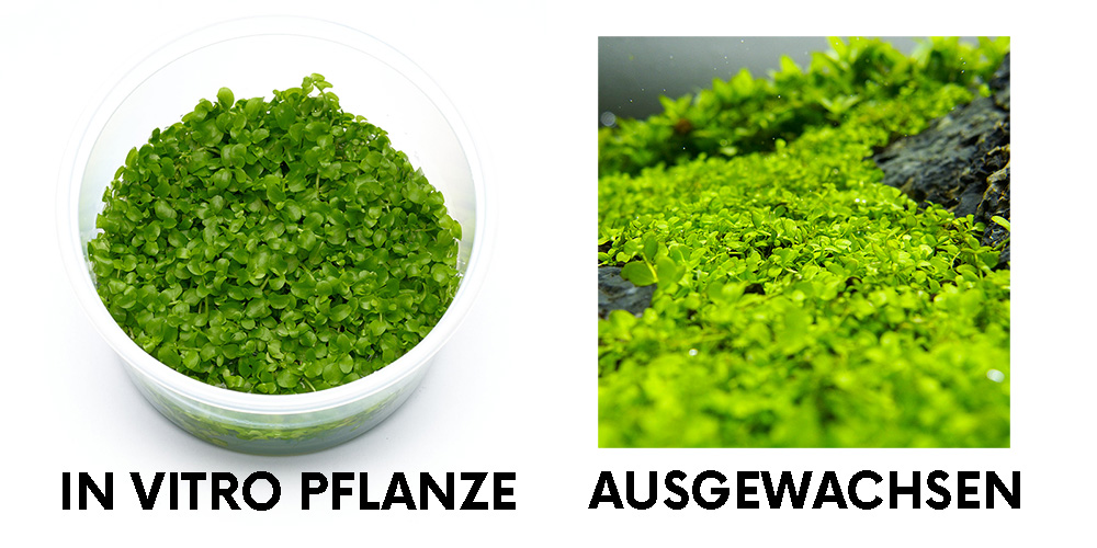 Micranthemum tweediei Montecarlo Vergleich in vitro und ausgewachsene Aquarienpflanze