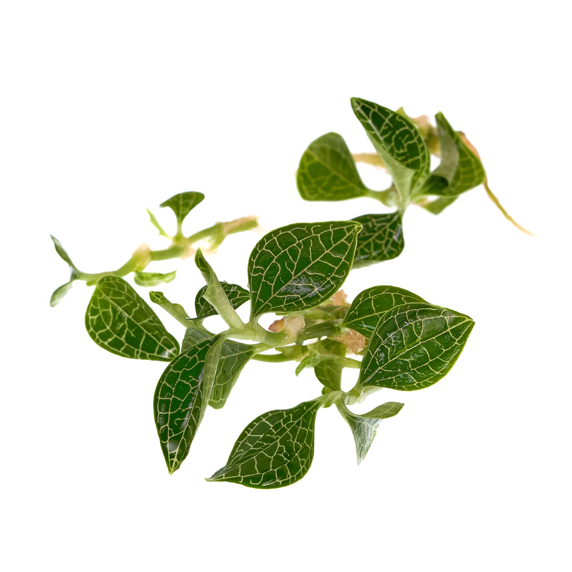 Macodes Anoectochilus roxburghii silvermine Terrariumpflanze günstig online kaufen