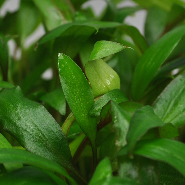 Cryptocoryne in der Nahaufnahme