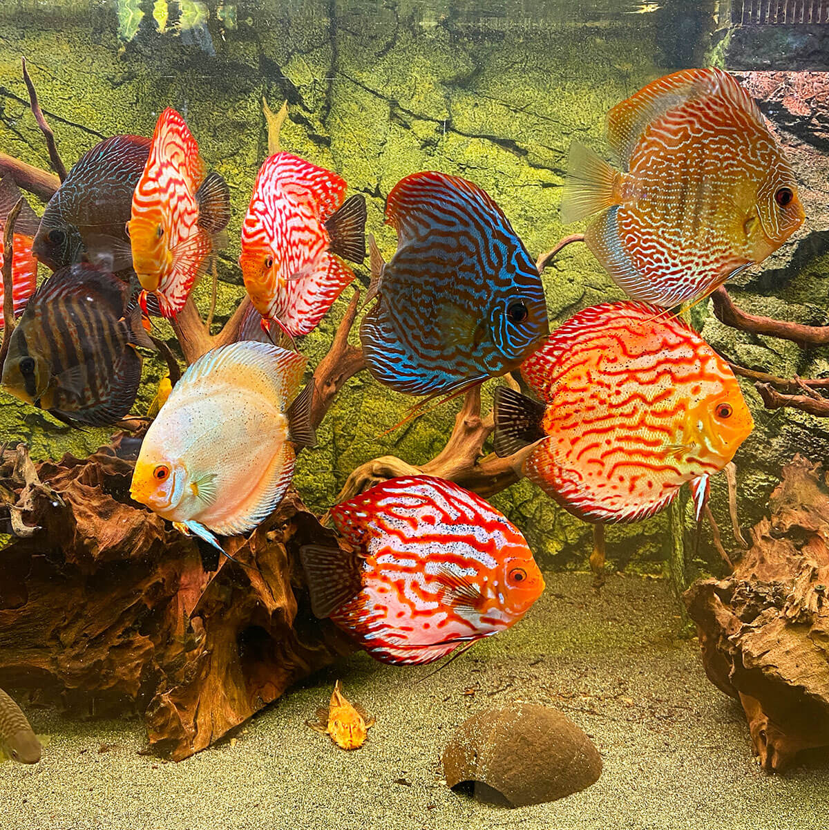 Diskus Fische in einem Aquarium