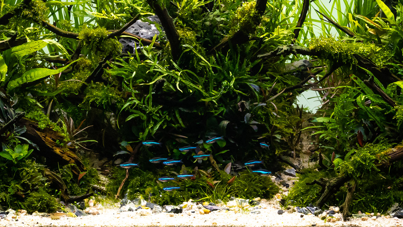 Creeping Moos und Christmas Moos in einem Aquascape zur Begrünung des Hardscapes