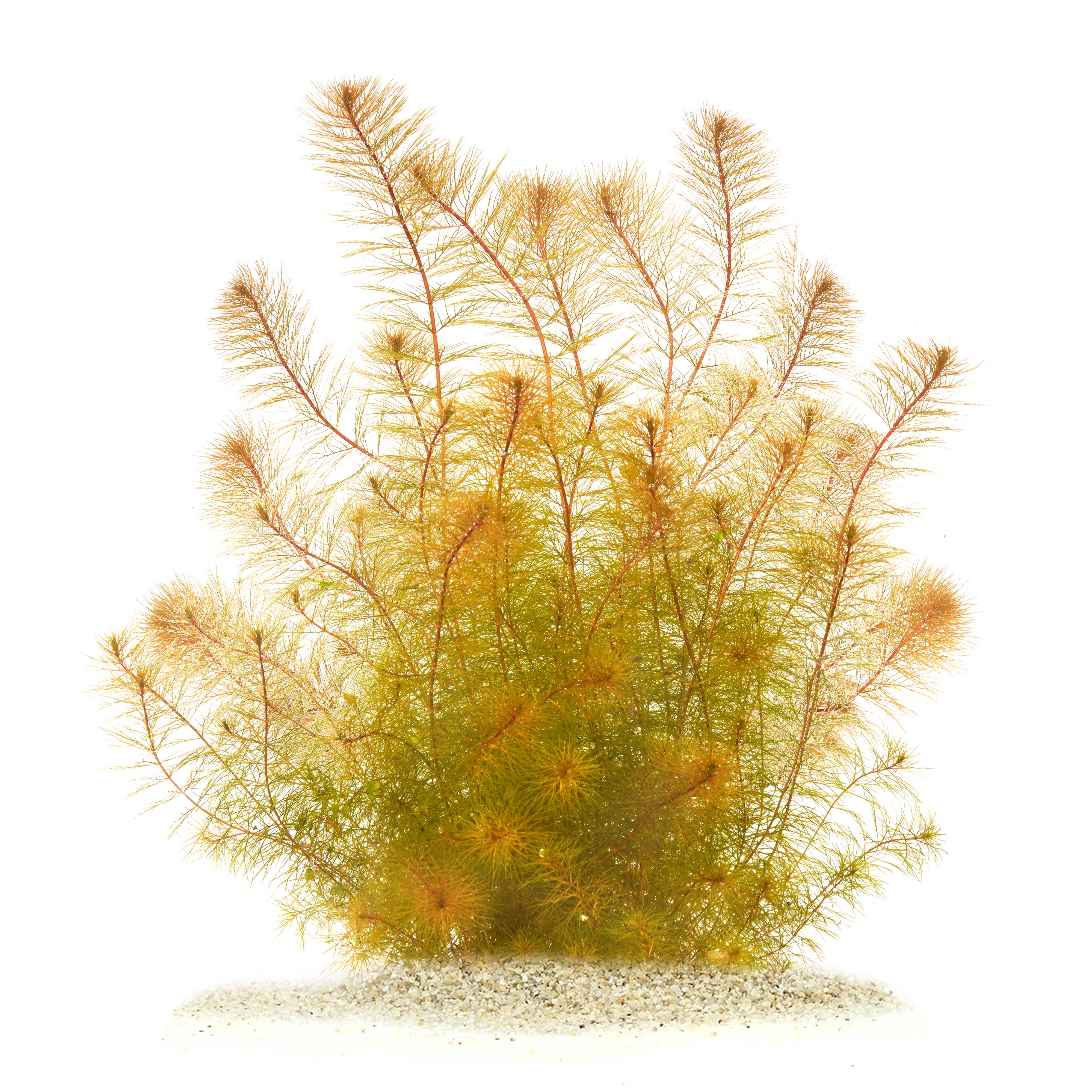 Myriophyllum Sp. "Roraima" - In Vitro XL 8,5cm | Garnelen-Guemmer