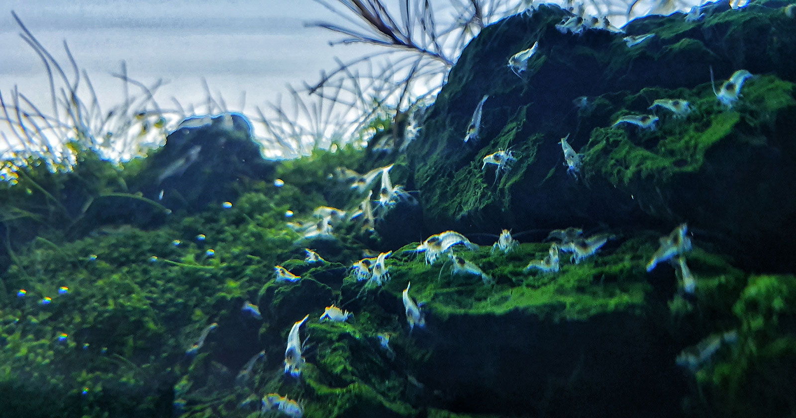 Die Neocaridina Garnelen haben sich im Aquascape stark vermehrt