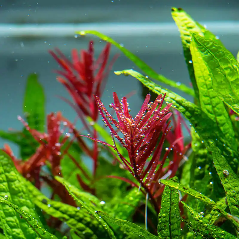 Rote Aquarienpflanze Rotala Hra vor dem grünen Aquarium Farn Microsorum pteropus