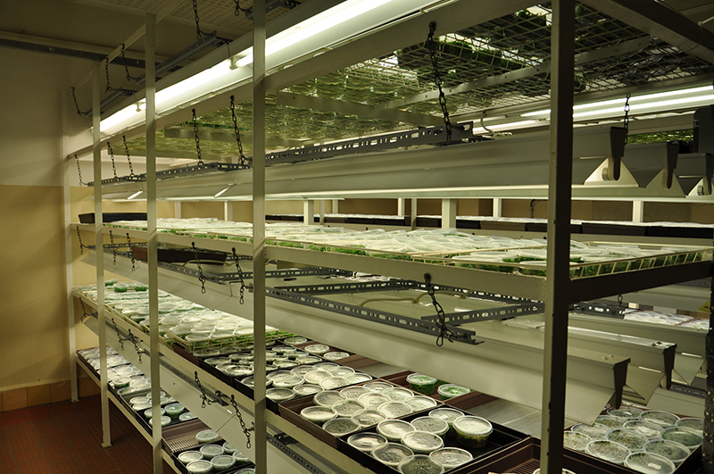 Lagerung von in vitro Aquarienpflanzen in einem beleuchteten Regal