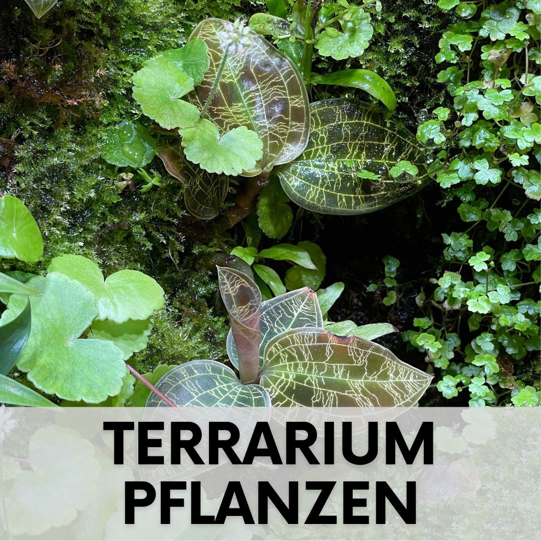 Terrarium Pflanzen Terrarienpflanzen
