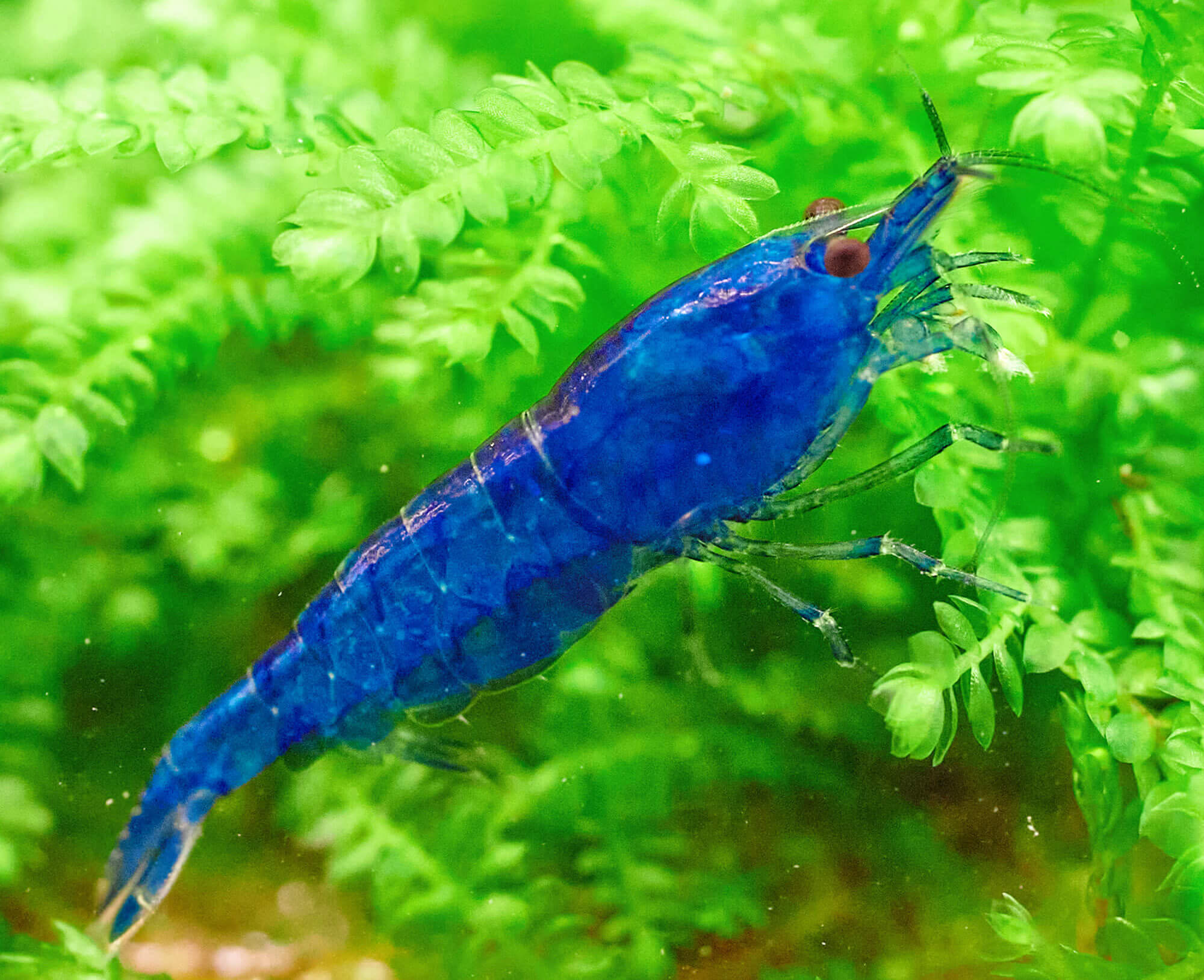 Neocaridina Garnelen sind hervorragend für ein ungeheiztes Aquarium geeignet