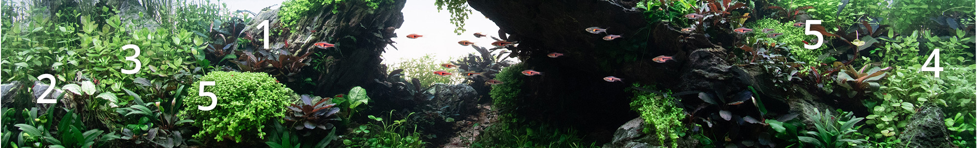 Mittelgrundbepflanzung in einem Iwagumi Aquarium