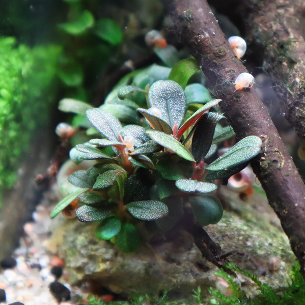 Kleinbleibende und langsam wachsende Bucephalandra brownie Jade im Nano Aquarium