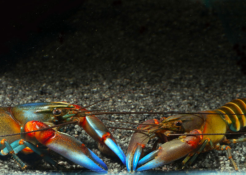 Chearx Krebse Cherax pelyni blue claw