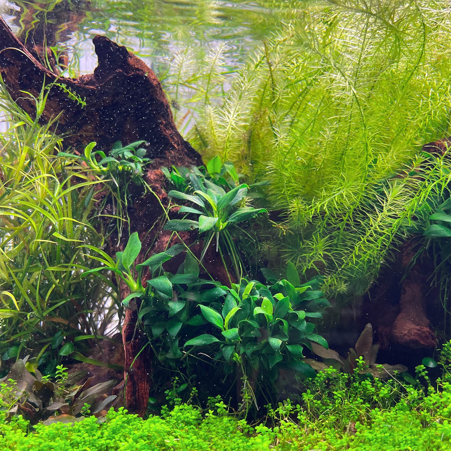 Anubias Pangolino Aufsitzerpflanze auf einer Wurzel im Aquarium