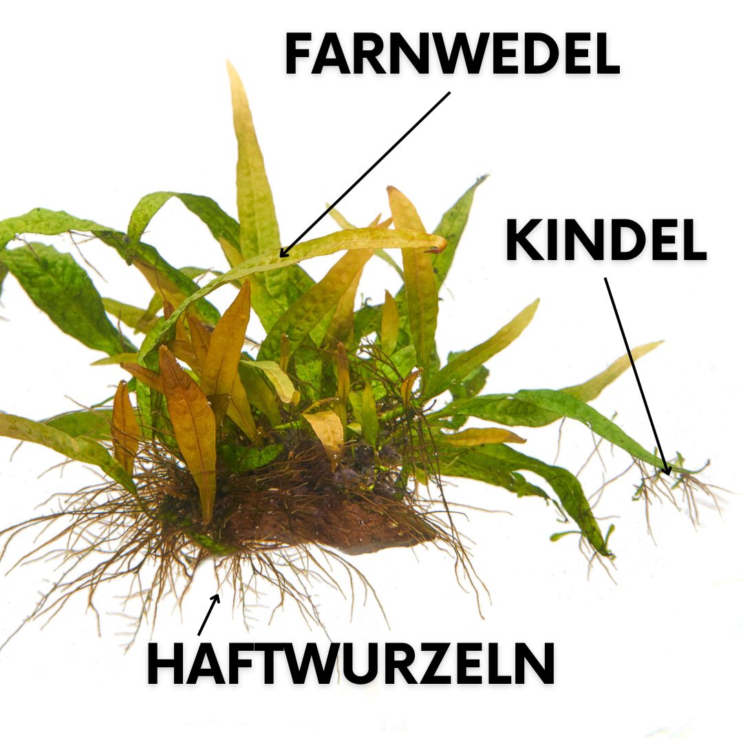 Adventivtriebe oder Kindel an den Blättern eines Orange Narrow Javafarns.