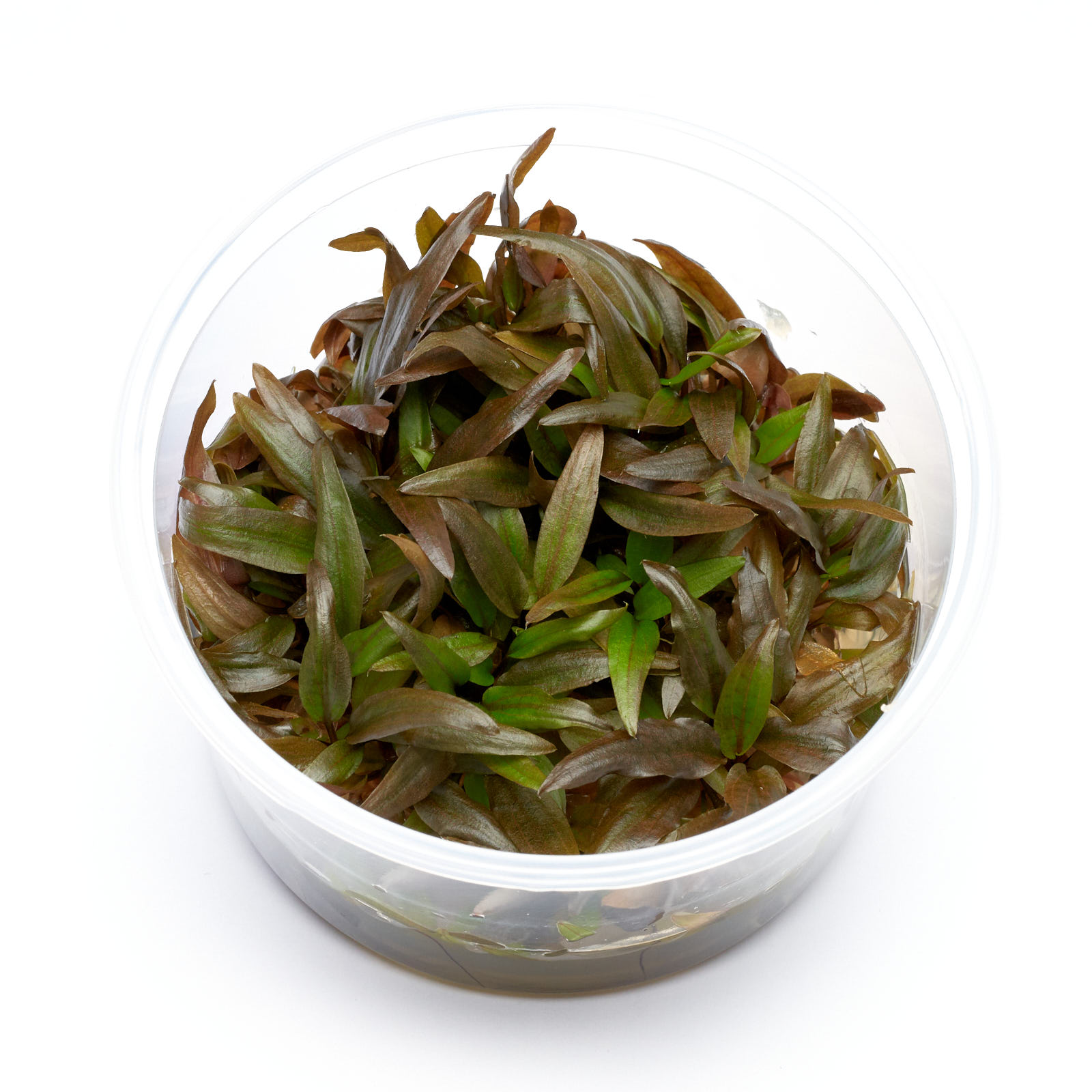 Cryptocoryne wendtii Braun