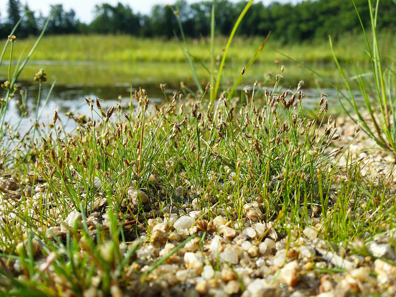 Eleocharis acicularis, eine bekannte kaltwasser Aquarium pflanze