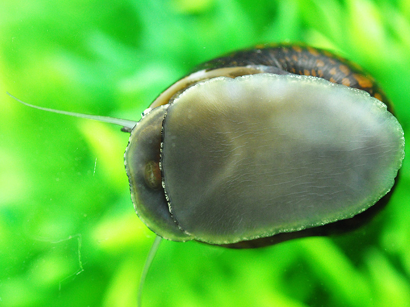 Rennschnecke frisst Algen an Aquarienscheibe