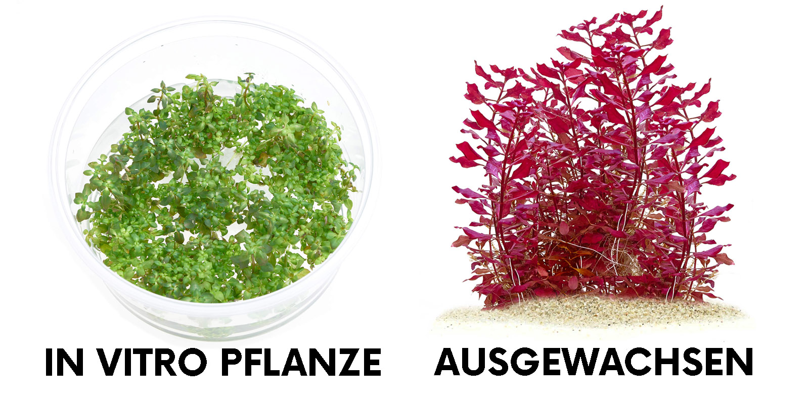 Ludwigia palustris super red in vitro und ausgewachsen Vergleich