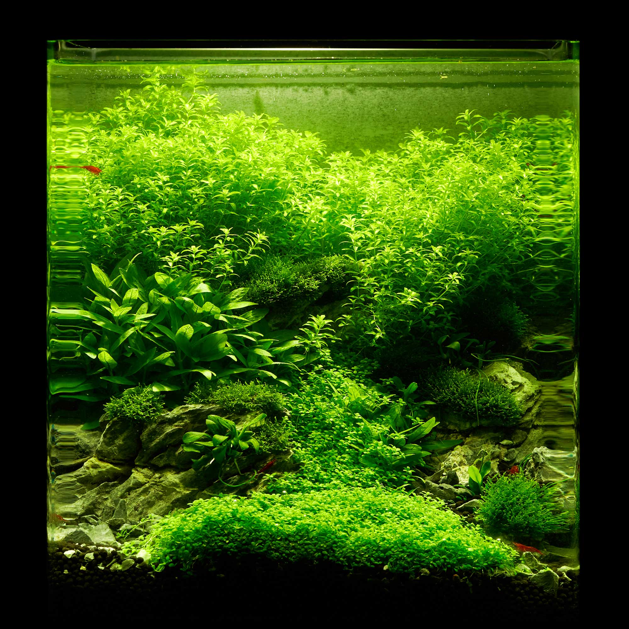 Aquarium Pflanzen für ein Nano Aquarium » kleine Aquarien bepflanzen