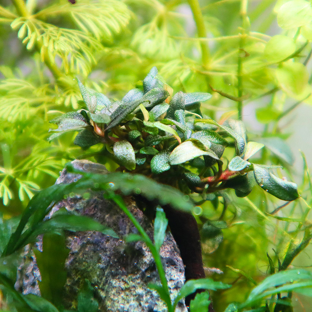 Bucephalandra Mini Needle Leaf auf lavastein