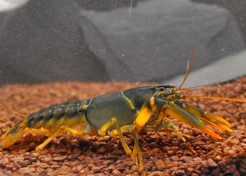 Cherax Snwoden Orange Tip