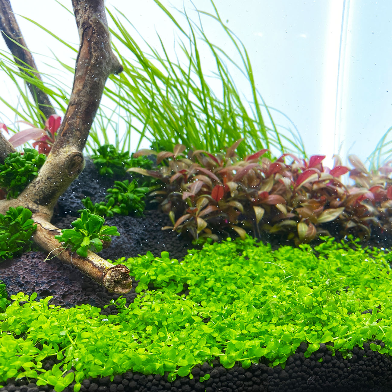 in vitro aquarienpflanzen in einem aquarium nach 10 Tagen Wachstum