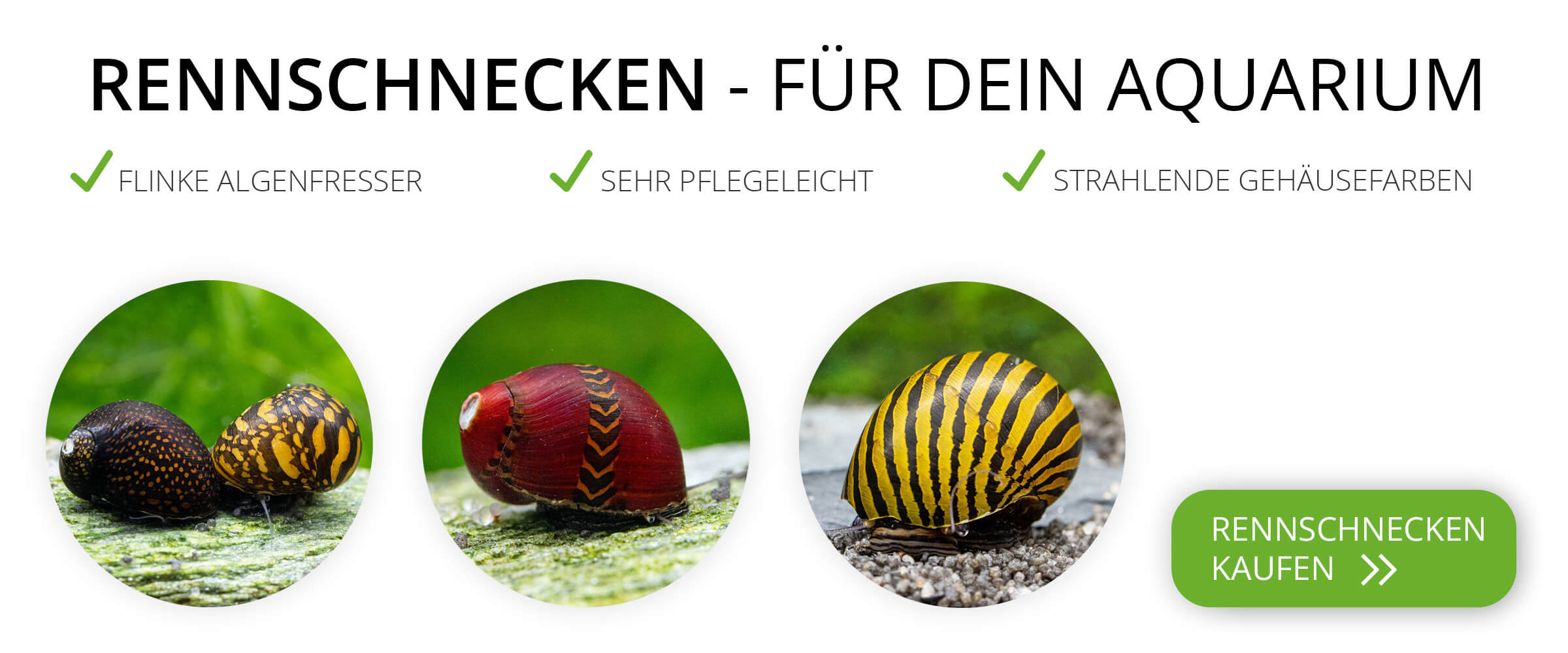 Ein banner mit Rennschnecken und den Vorteilen der Haltung von Neritina in einem Aquarium