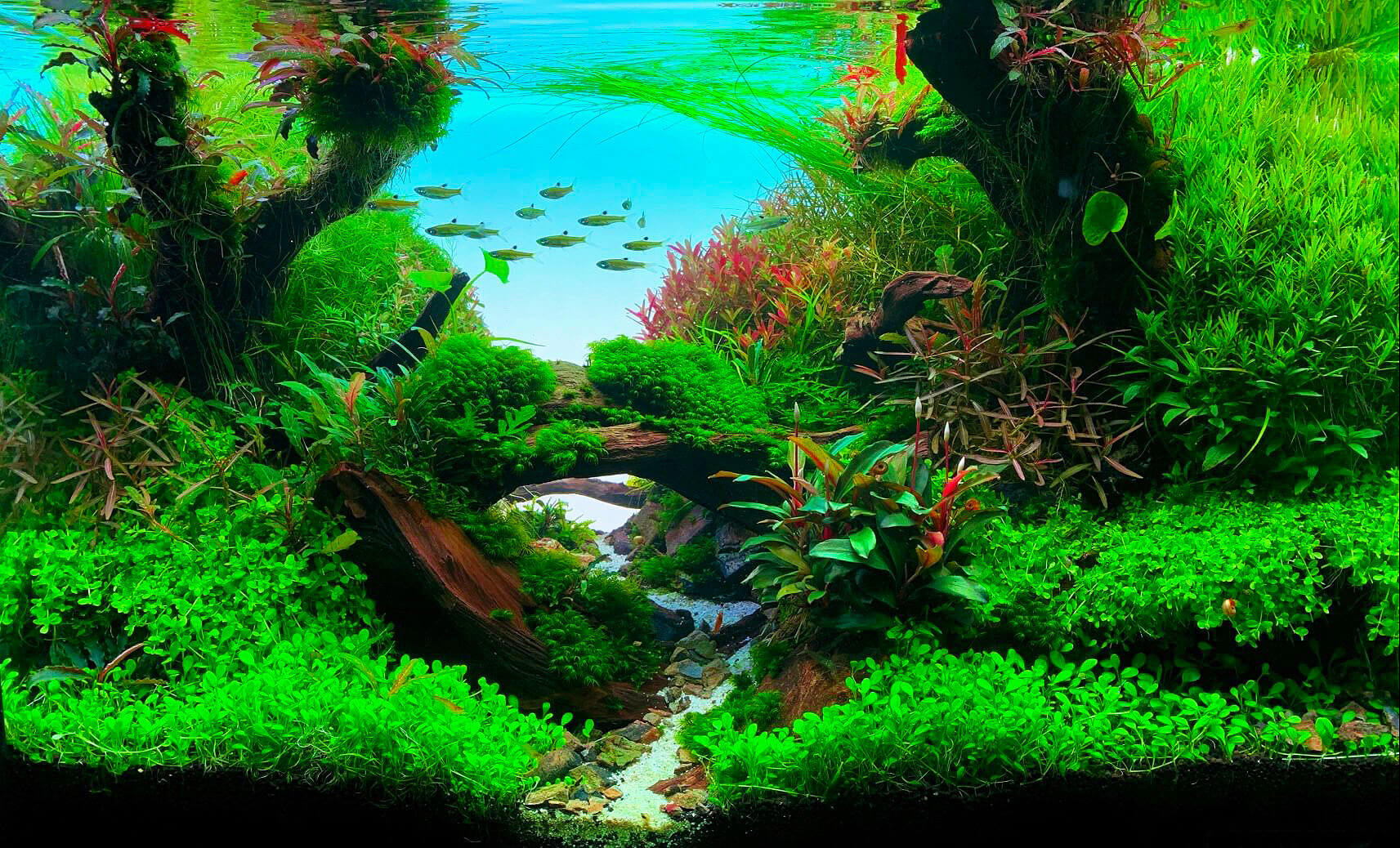 Aquascape Aquarium mit asiatischen Wasserpflanzen